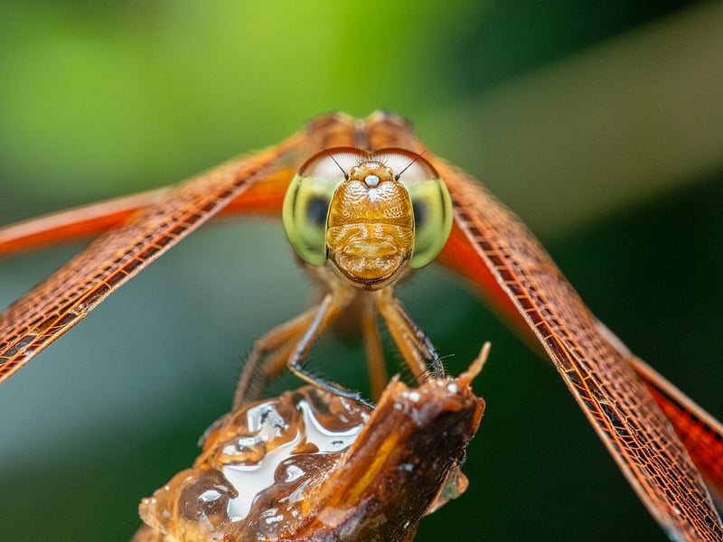 Dragonfly Lights
