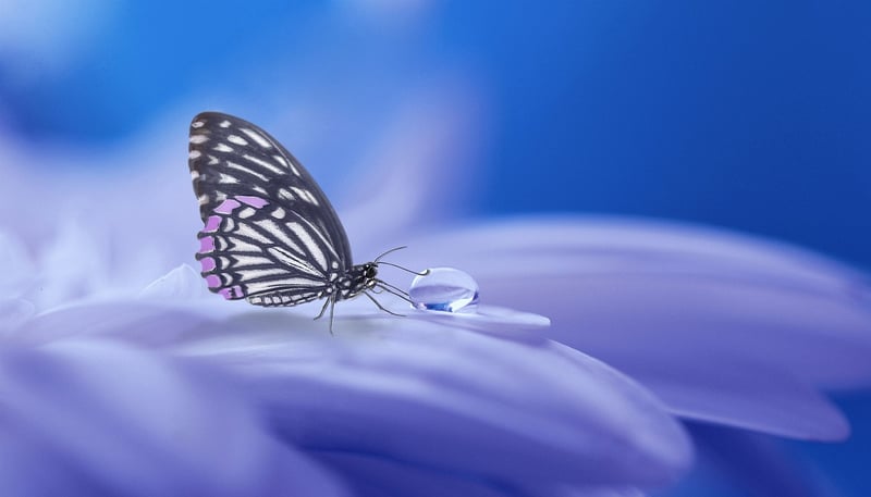 Fairy Tale Storyteller Image